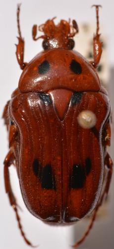 Coptomia sexmaculata